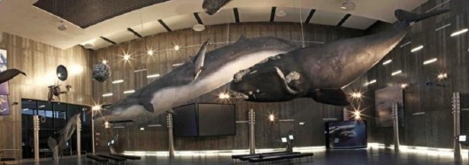 Museu da Baleia / Espaço Cidade Arquitectos (5)