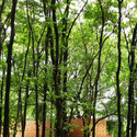 The Brick Kiln House / SPASM Design Architects - Garden, Forest