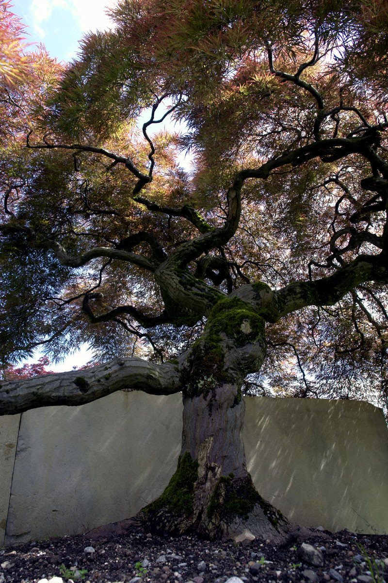Gallery Of Tree Museum Enea Garden Design 5