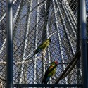 Cages for Macaws / Batlleiroig - Image 5 of 16