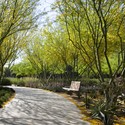 Sunnylands Center and Gardens / The Office of James Burnett + Frederick Fisher & Partners, Architects - Landscape Architecture, Garden, Bench, Forest