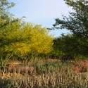 Sunnylands Center and Gardens / The Office of James Burnett + Frederick Fisher & Partners, Architects - Landscape Architecture, Garden, Forest