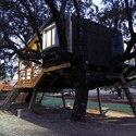 Casa en el árbol enraizada / Urbanarbolismo - Bosque