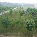 Hu Huishan Memorial / Jiakun Architects - Garden, Forest