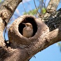 © Vía Aves Pampa La naturaleza haciendo arquitectura: las construcciones del pájaro Hornero - Image 1 of 4
