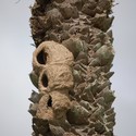© Vía Aves de Uruguay La naturaleza haciendo arquitectura: las construcciones del pájaro Hornero - Image 3 of 4