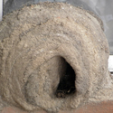 © Daniel Carbajal / Vía Barros y Ganas La naturaleza haciendo arquitectura: las construcciones del pájaro Hornero - Image 2 of 4