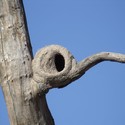 © Vía Naturaleza y Cultura Argentina La naturaleza haciendo arquitectura: las construcciones del pájaro Hornero - Image 4 of 4