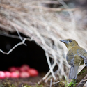 La naturaleza haciendo arquitectura: La enramada del Pájaro Pergolero - Image 1 of 4