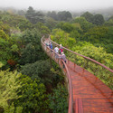 Pasarela entre las copas de los árboles Kirstenbosch Centenary / Mark Thomas Architects - Puentes