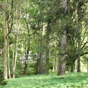 Un camino en el bosque / Transsolar & Tetsuo Kondo Architects - Puentes
