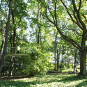 Un camino en el bosque / Transsolar & Tetsuo Kondo Architects - Puentes