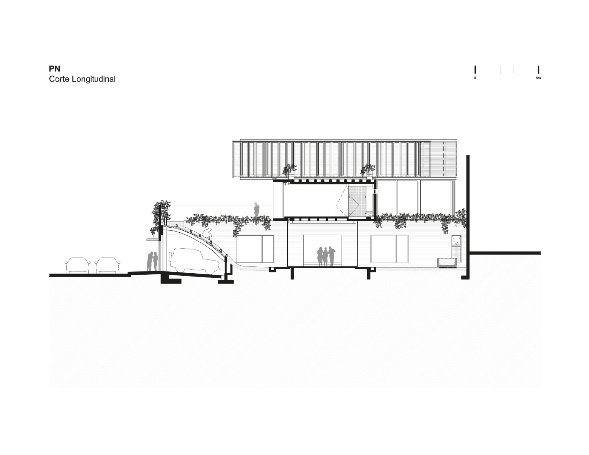 Longitudinal Section