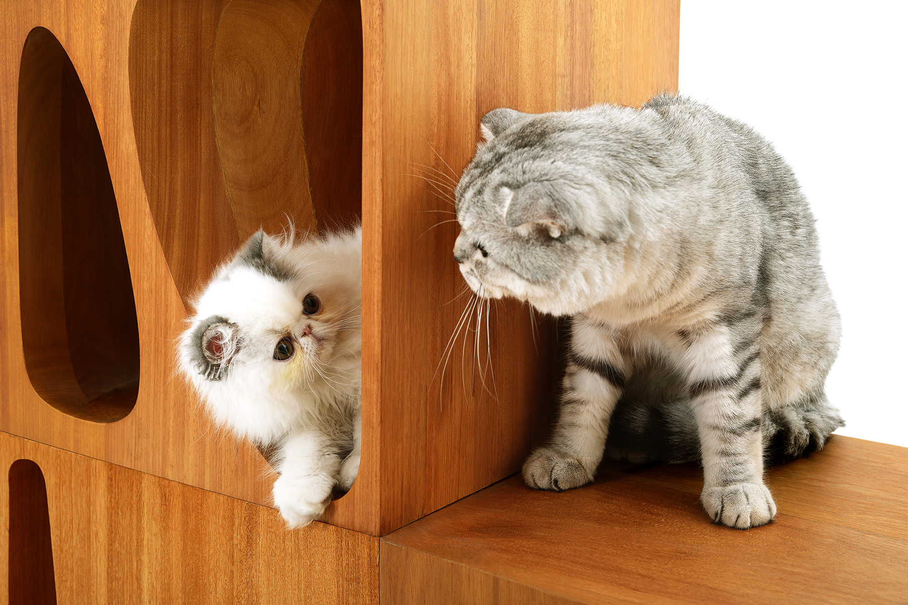 Gallery of LYCS's Modular CATable 2.0 is Purrfect for Feline Roommates - 6