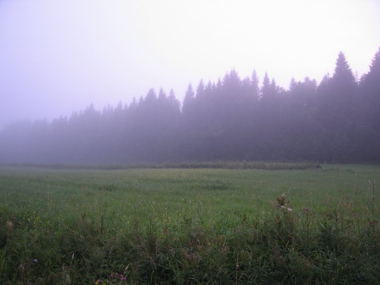 Instalación de Arte Tala de Árboles / Kjellgren Kaminsky Architecture - Más Imágenes