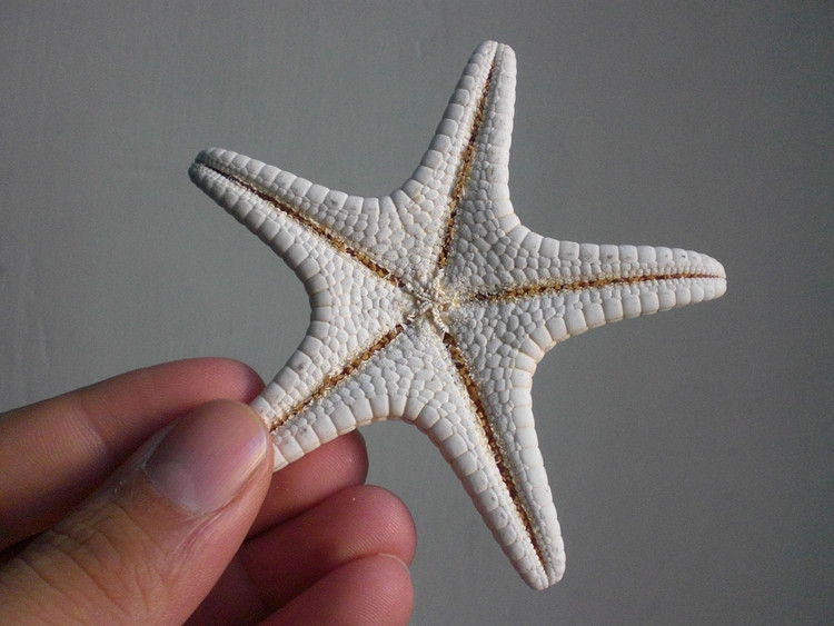 Plaza Starfish / Schiavello Architects Office - Más Imágenes