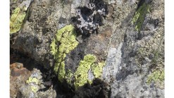 Biological Concrete for a Living, Breathing Facade