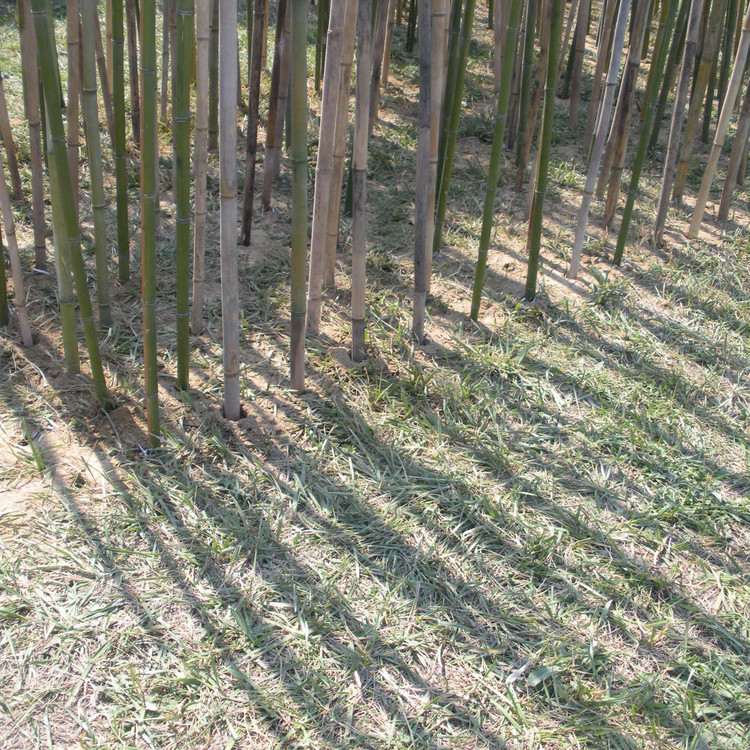 Thicket - Installation / Sanders Pace Architecture - More Images