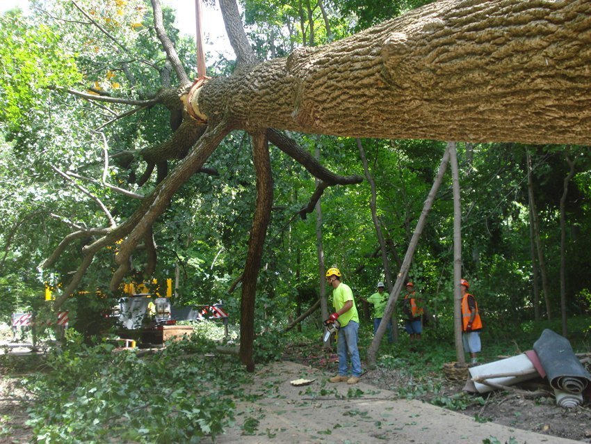 Перекладина между деревьями. Качели между деревьями. Перекладина для качели между деревьями. Перекладина между деревьями. Качели между деревьями.