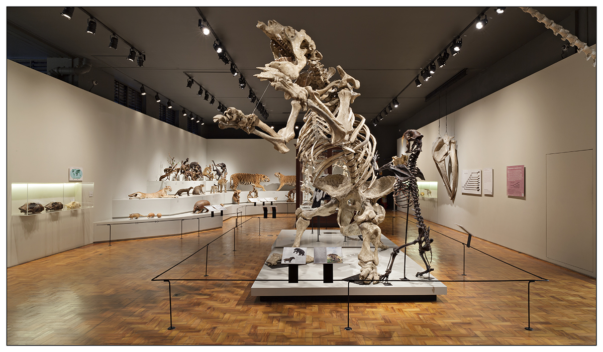 Galeria de Exposição de longa duração do Museu de Zoologia da USP / Escritório Paulistano de Galeria de Exposição de longa duração do Museu de Zoologia da USP / Escritório Paulistano de