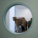 Clínica Veterinária Alcabideche-Vet / João Tiago Aguiar, Arquitectos - Refúgio De Animais