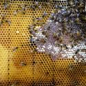 Neri Oxman + Mediated Matter Create Synthetic Apiary to Combat Honeybee Colony Loss - Image 8 of 4