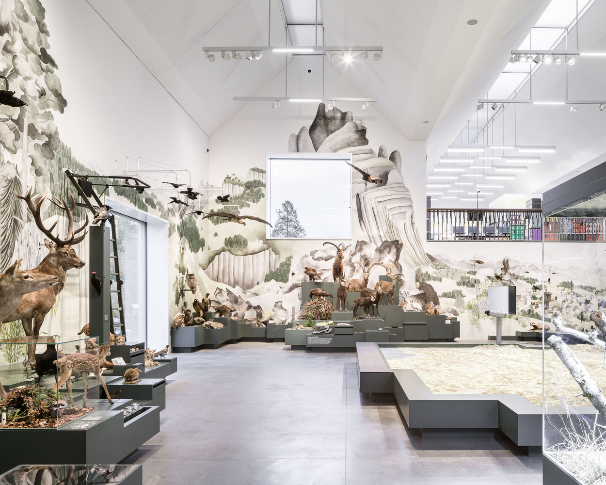 gallery of natural history museum st gallen michael meier marius hug architekten armon semadeni architekten 5