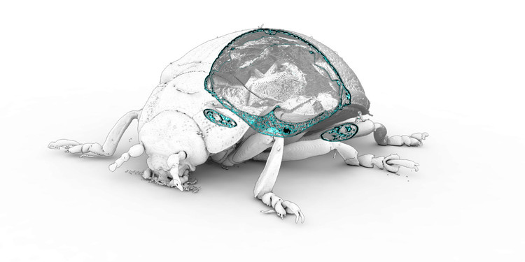 Pabellón Elytra Filament / ICD-ITKE University of Stuttgart - Imagen 15 de 18