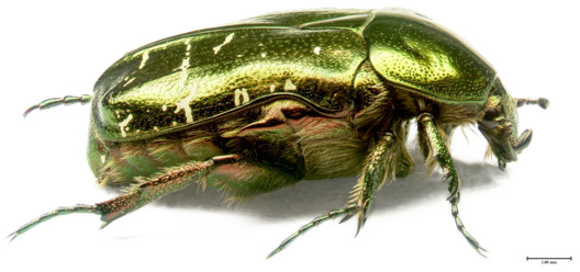 Elytra Filament Pavilion / ICD-ITKE University of Stuttgart - Image 14 of 18