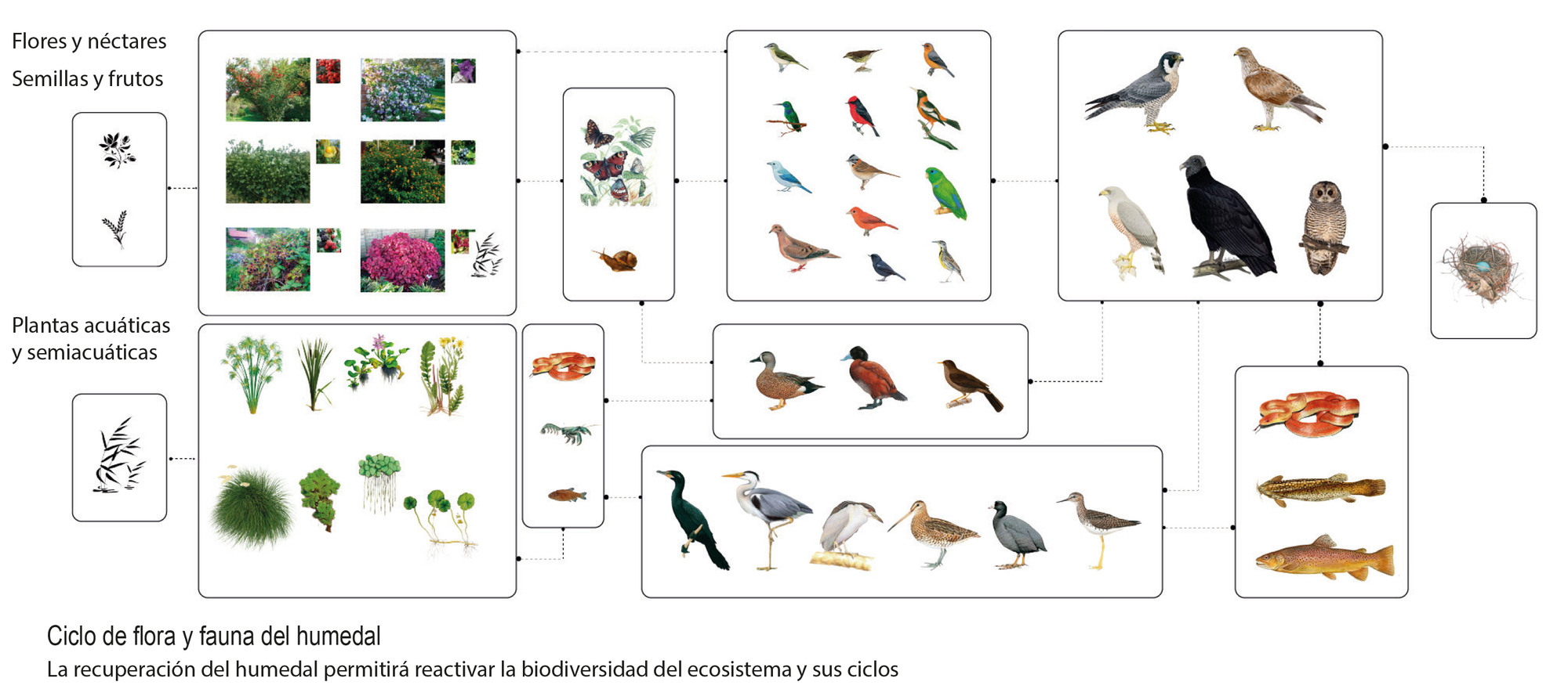 lista de animales de los humedales