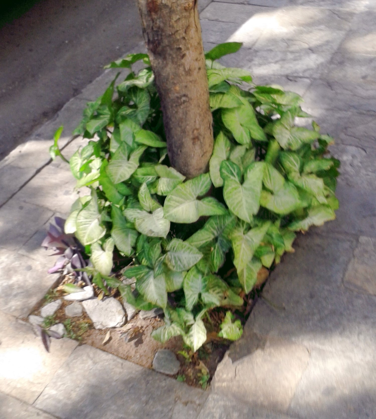The Unexpected Ways Plants Thrive
