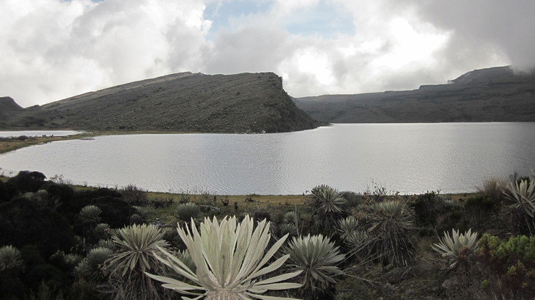 Bogotá Through the Visual Chronicles of Wildlife - Image 6 of 6