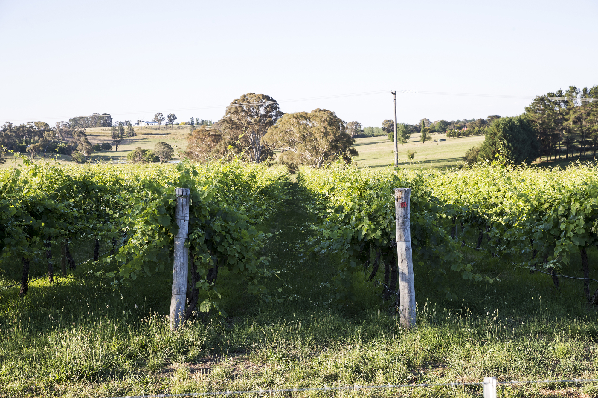 Gallery of Montoro Wines Cellar Door / Source Architects 14