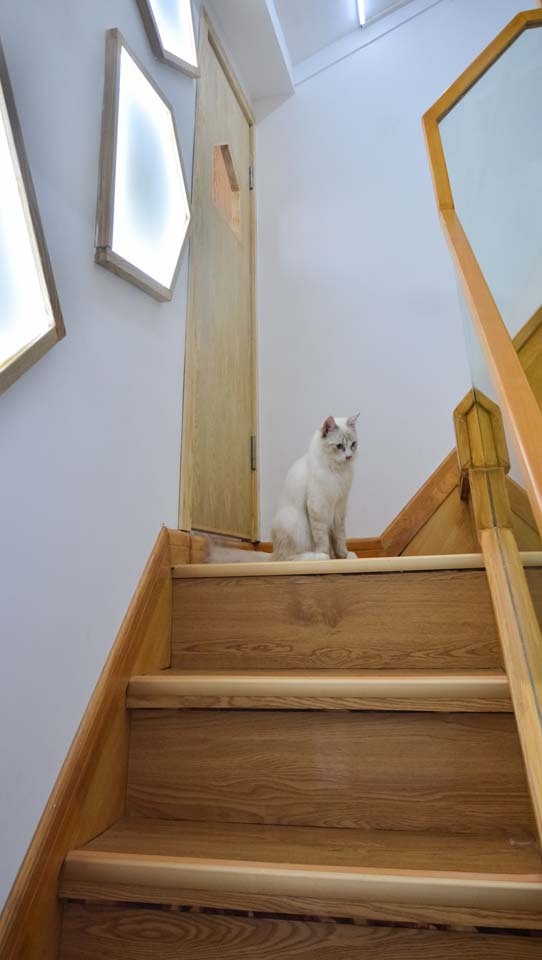 stop cat scratching stairs