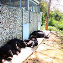 Vietnam BEAR Sanctuary / COLE - Image 4 of 17