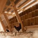 House of Chickens / SO? Architecture and Ideas - Interior Photography, Beam, Windows