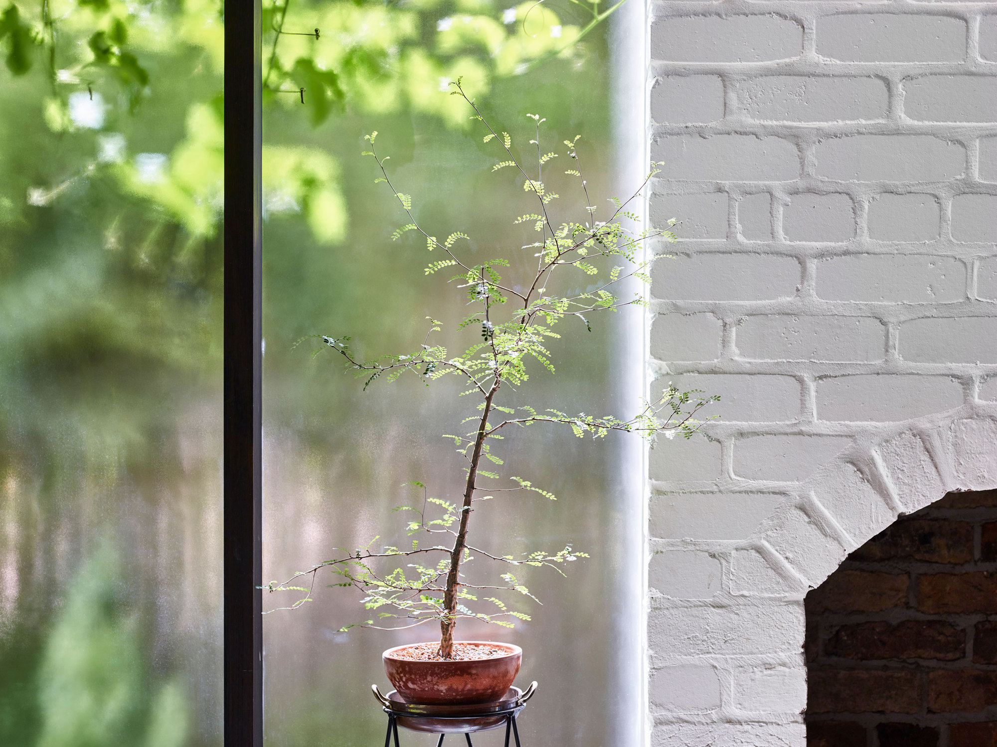 Gallery of Terrarium House / JOHN ELLWAY. ARCHITECT 16