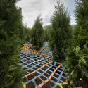 Into the Hedge Temporary Landmark / SO-IL - Image 4 of 7