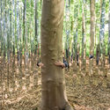 La Forêt Monumentale: A Sustainable Architecture Festival - 1 的图像 4