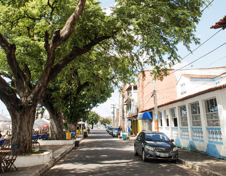 50 Atlantic Forest Species That Can Be Planted on Sidewalks - Image 2 of 2