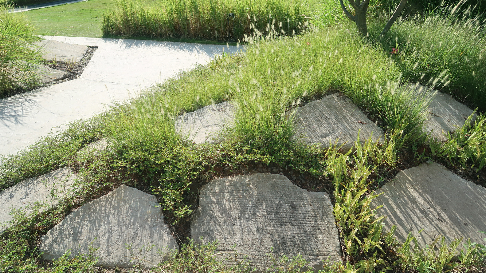 21旧混凝土块与缝隙的植物和谐共生_The_old_concrete_blocks_live_in_harmony_with_the_plants_in_the_gap_©梁瑞华.jpg?1610980579