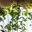 145034 Vines1 MurrayFredericks - Totoro House: Ng&ocirc;i nh&agrave; vườn được chia th&agrave;nh 3 khu ri&ecirc;ng biệt