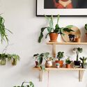 9 Ideias de como colocar mais plantas em sua casa - Image 3 of 4