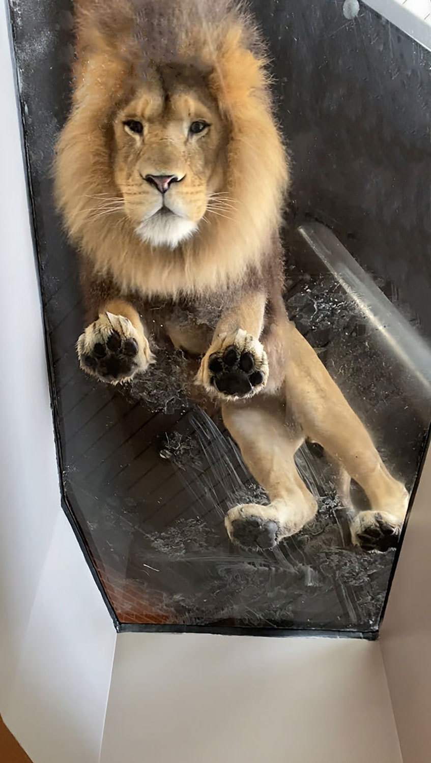 Gallery of Lion House Rewriting the Story of Chicago's Historic 1912