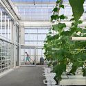 Bélgica inaugura estufa gigante para testar novas técnicas de agricultura urbana - Image 3 of 4