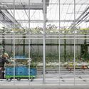 Bélgica inaugura estufa gigante para testar novas técnicas de agricultura urbana - Image 2 of 4