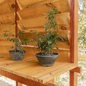 Vivarium Seed House / PFLEX - Escola de Arquitetura - UFMG - Image 3 of 21