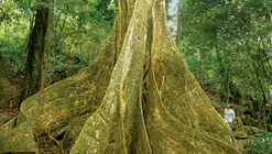 Atlantic Forest Remnants