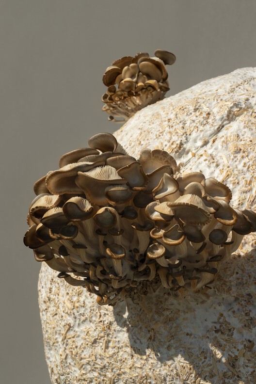 Growing Matter(s) Pavilion / Henning Larsen Architects - Image 15 of 19