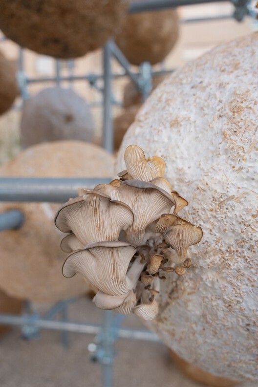 Growing Matter(s) Pavilion / Henning Larsen Architects - Image 13 of 19